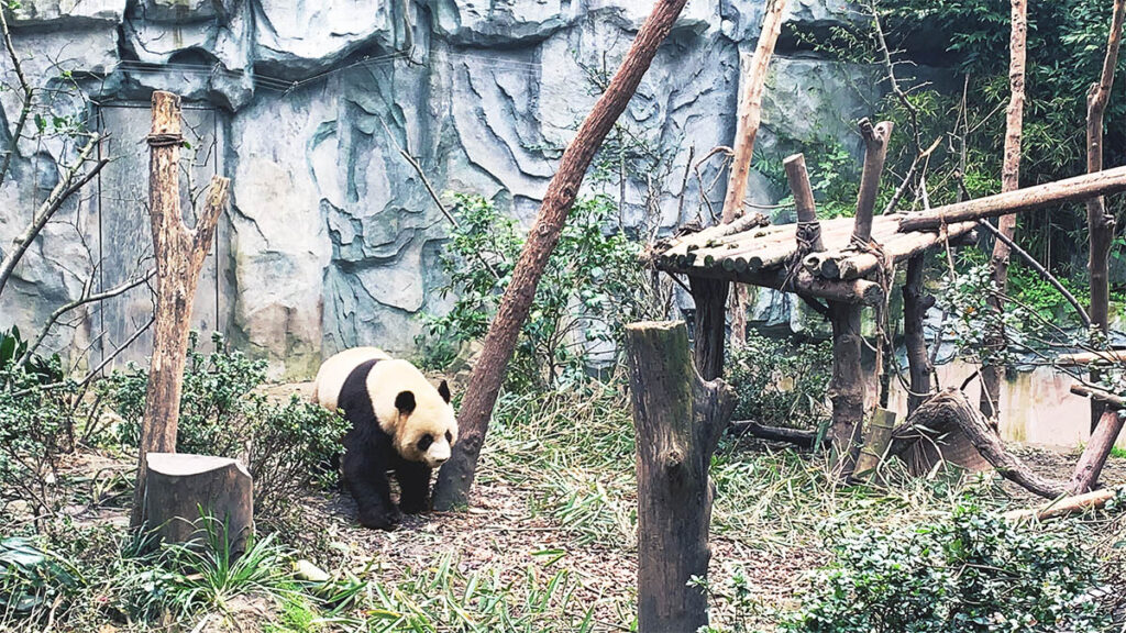 panda in the panda base in chengdu china
