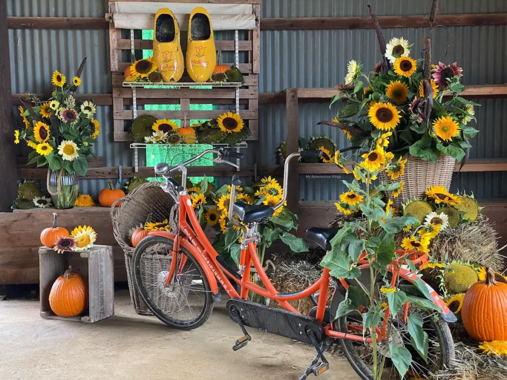 Decorative barn setup at Holland Ridge Farms featuring a tandem bike, pumpkins, and sunflowers during the Sunflower Festival.