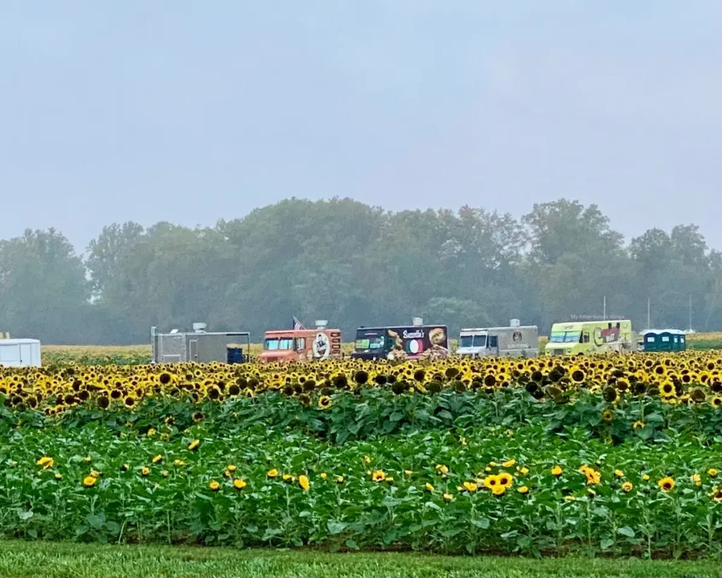 Food trucks lined up next to a sunflower field at Holland Ridge Farms during the annual Sunflower Festival.