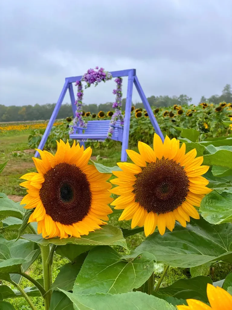 Two sunflowers in full bloom with a purple floral swing in the background at Holland Ridge Farms.