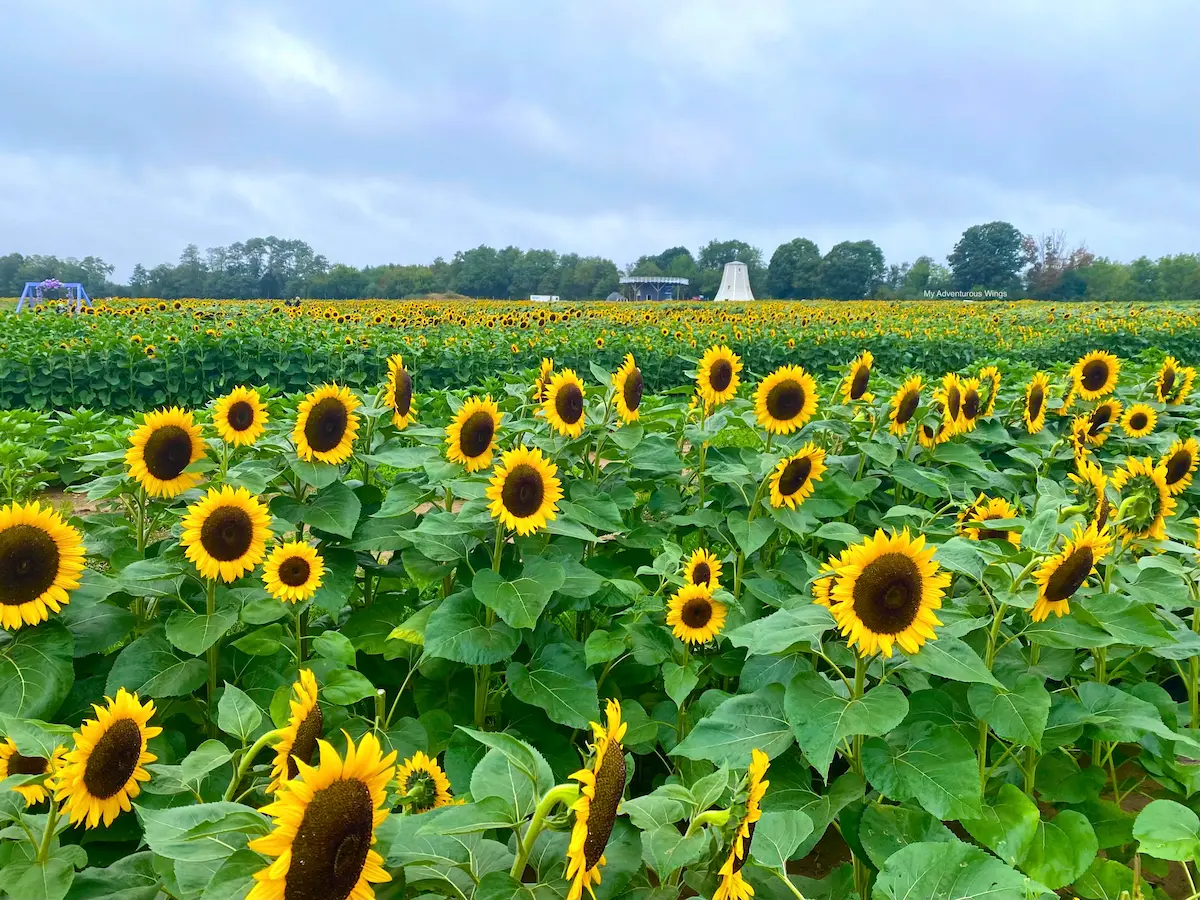 holland-ridge-farms-sunflower-