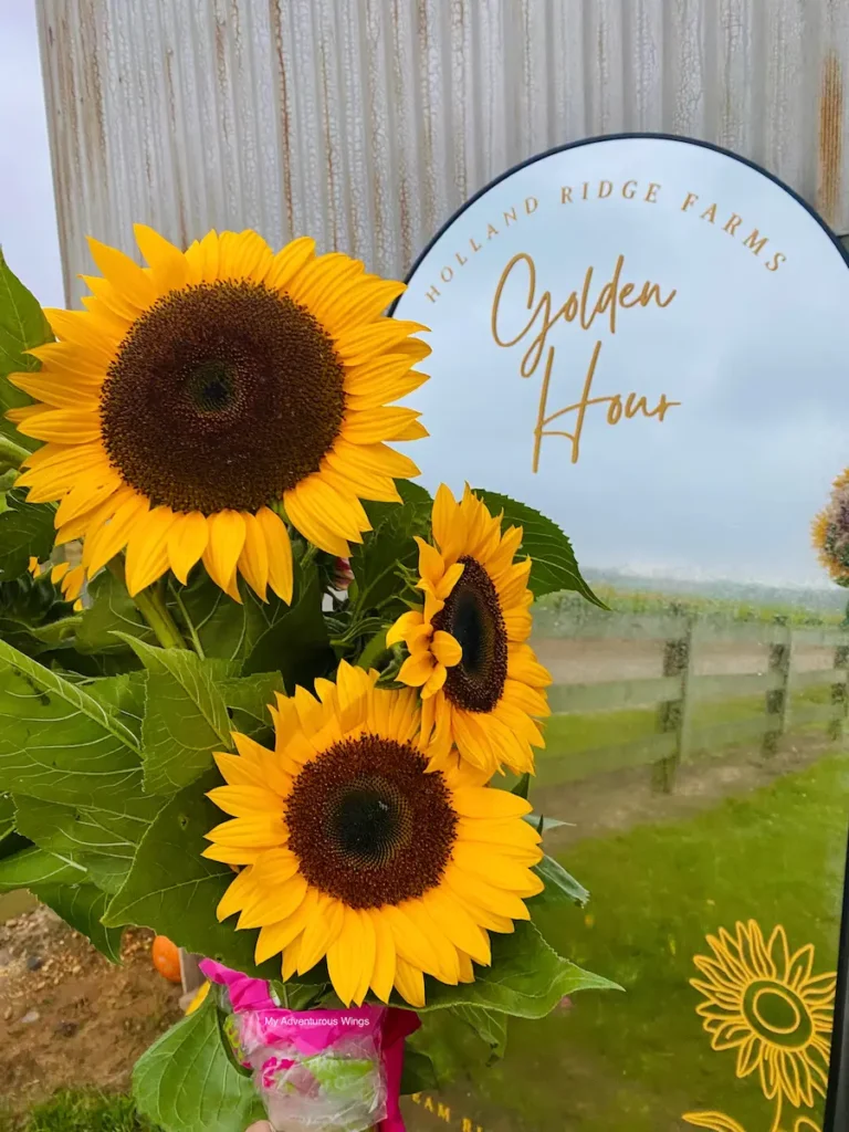 Freshly picked bouquet of sunflowers held at Holland Ridge Farms during the Sunflower Festival.